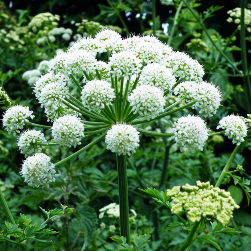 CHIẾT XUẤT BẠCH CHỈ (Dưỡng trắng)